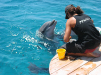 Dolphin01.jpg