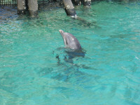 Dolphin08.jpg