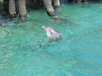 Dolphin09.jpg