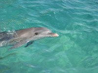 Dolphin10.jpg