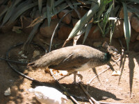 Eilat22.jpg
