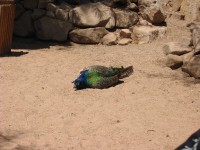 Eilat23.jpg