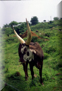 crop0049.jpg