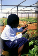 crop0078.jpg